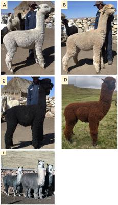 Identification of polymorphisms in TYRP1, DCT and RAB38 genes and their association with coat color in alpacas